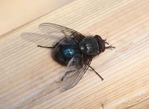 Calliphoridae